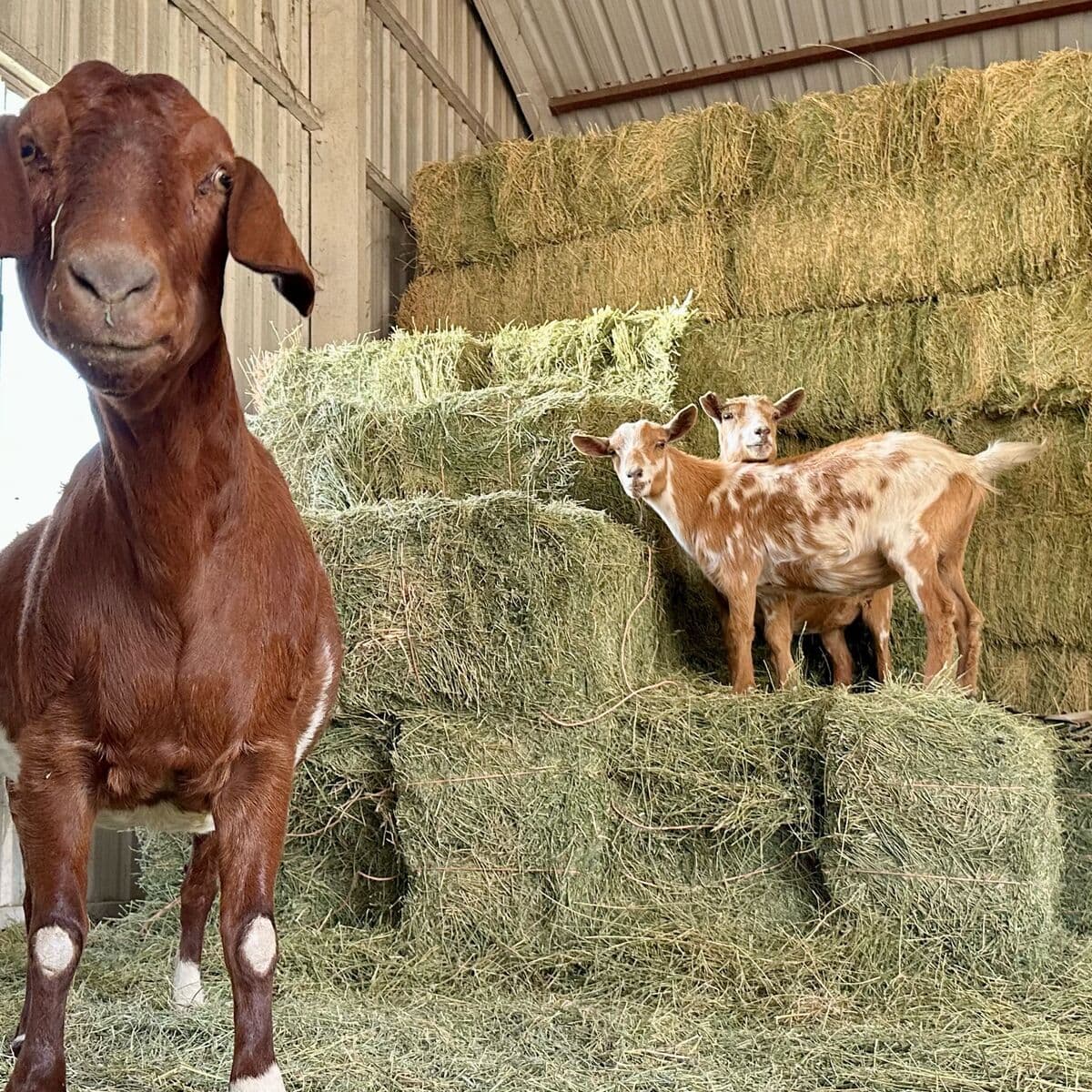 The Goats That Stare at Hay