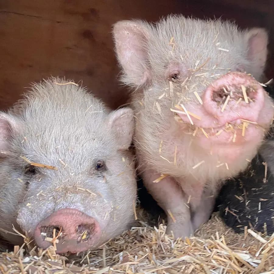 Two pink pigs side by side facing the camera, faces and ears covered in bits of straw.