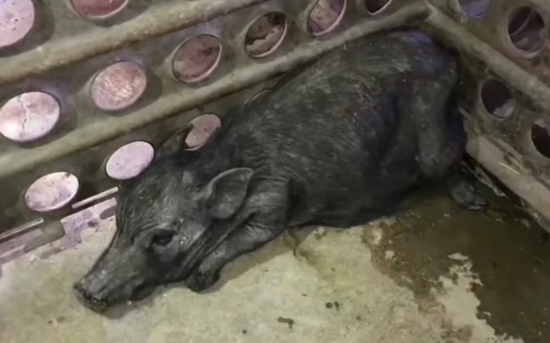 A dark-coated pig lies flat on a wet concrete floor in the corner of a metal crate, her head resting low near the bars, legs tucked beneath her body. The enclosure's grid of circular openings lines the wall behind her, casting dim, industrial light across her damp skin. The floor is stained and wet, and the pig's posture — chin nearly touching the ground, body pressed into the corner — shows stillness rather than rest.