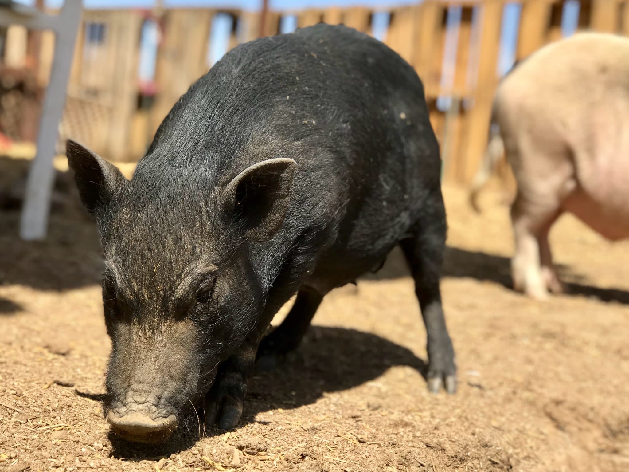 Sanctuary photo