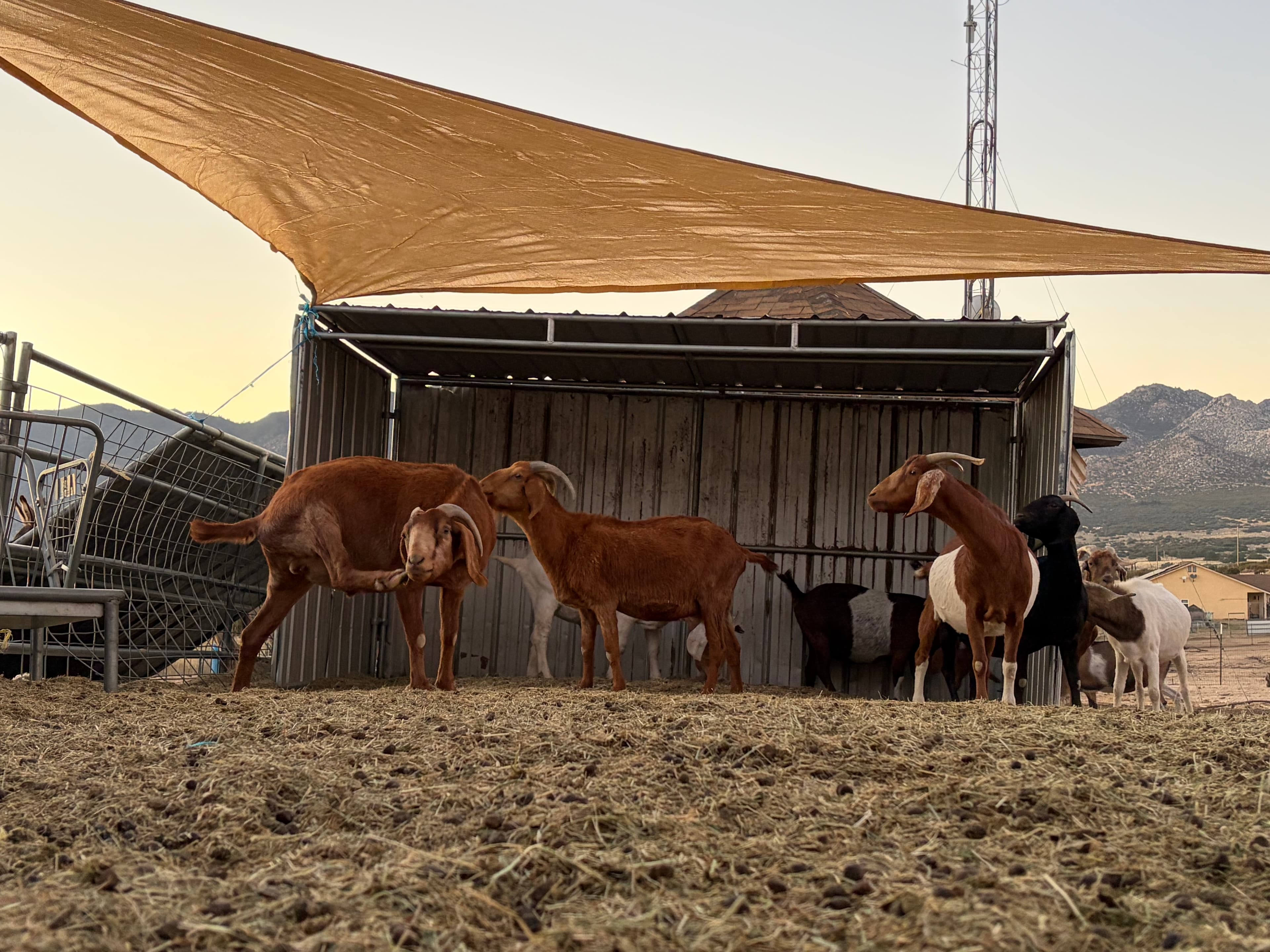 A herd of Boer goats — predominantly chestnut-brown with long floppy ears and curved horns, along with several brown-and-white and solid dark individuals — mill about in front of a corrugated metal run-in shelter at dusk. A large golden shade sail stretches overhead, casting soft shadow across the hay-covered ground. Desert mountains ridge the horizon under a pale evening sky, and metal panel fencing frames the dusty yard on either side.