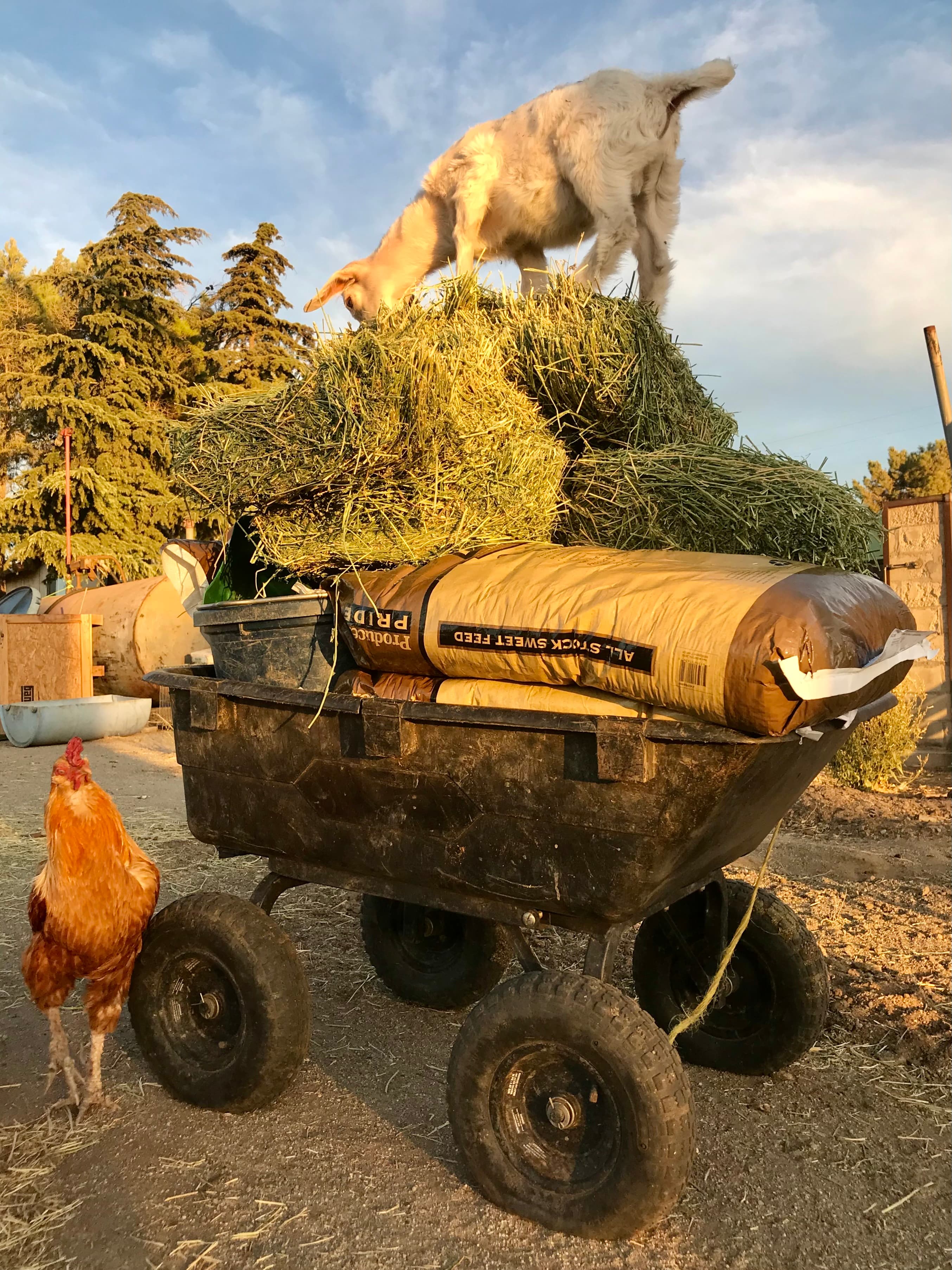 Life at the Barn — Explore the Sanctuary — The Punkyard