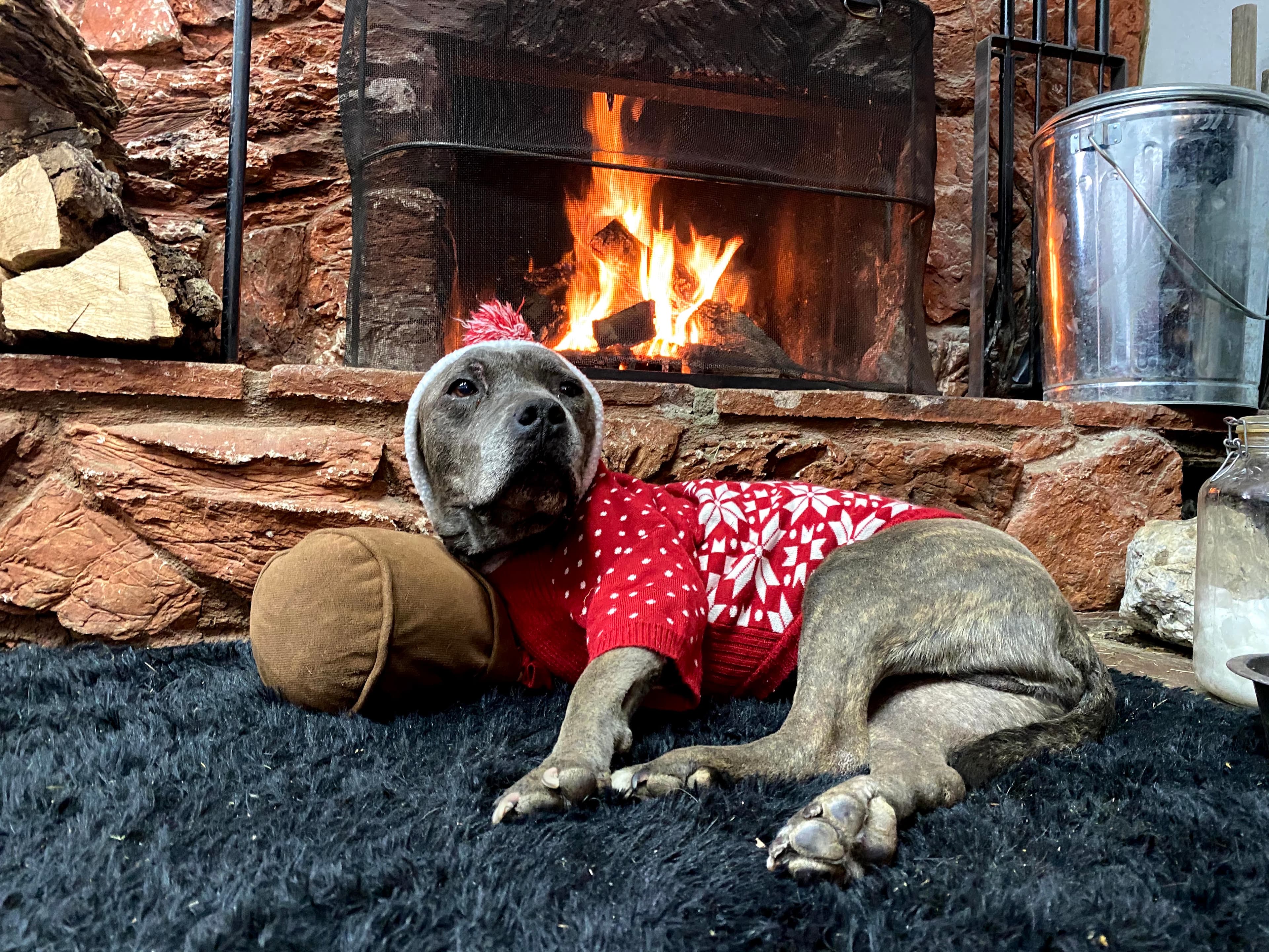 A gray-muzzled pit bull mix wearing a red and white Fair Isle sweater and a small gray knit cap with a red pom-pom lies stretched out on a dark shag rug, chin resting on a tan bolster pillow and gaze tilted upward toward the camera. Behind him, a wood-burning fireplace set into a rustic red sandstone surround glows with active orange flames visible through a mesh screen, with a stack of split logs to the left and a metal ash bucket to the right. The warm firelight catches the silver tones of his muzzle and the texture of the stone wall, casting the entire scene in rich amber light.