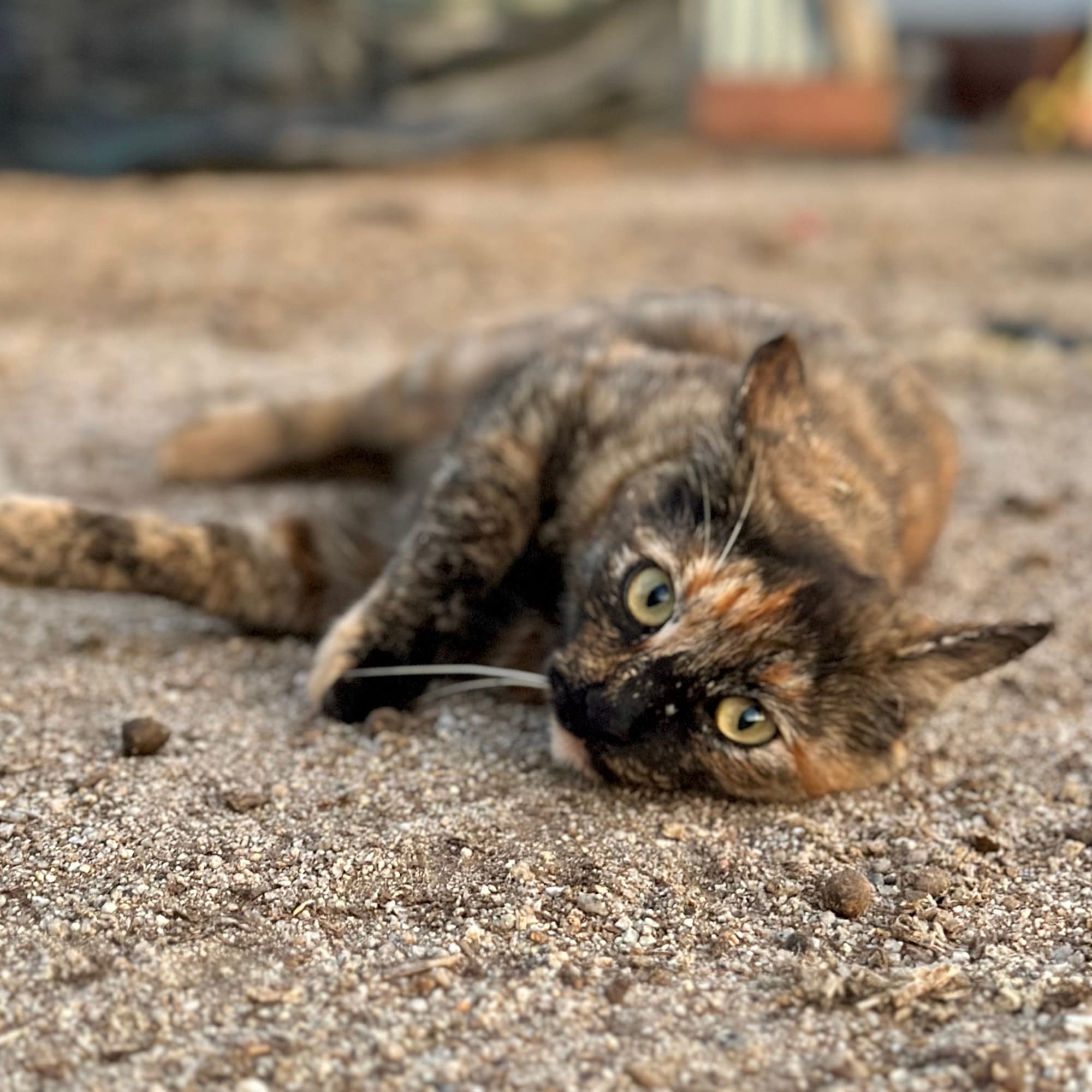 Rebel, a tortoiseshell barn cat, lying in the sand and looking at the camera