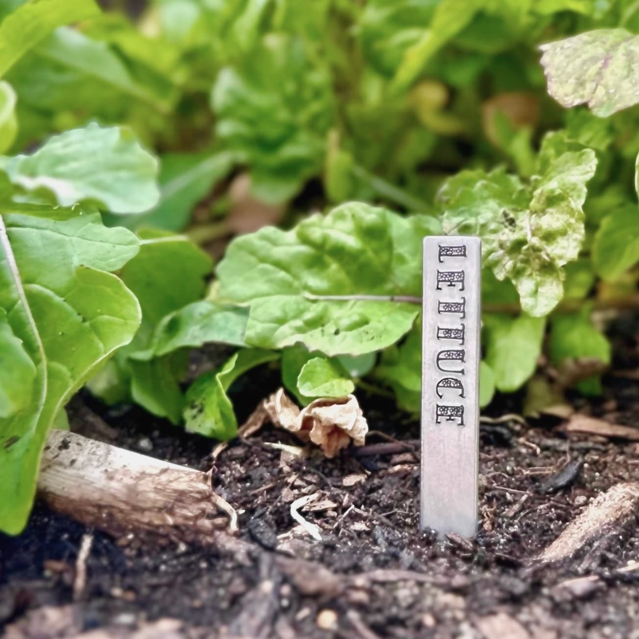 Metal garden stake with stamped 'LETTUCE' text in soil among leafy green lettuce plants. Weatherproof aluminum marker with decorative beads nestled in mulched garden bed.