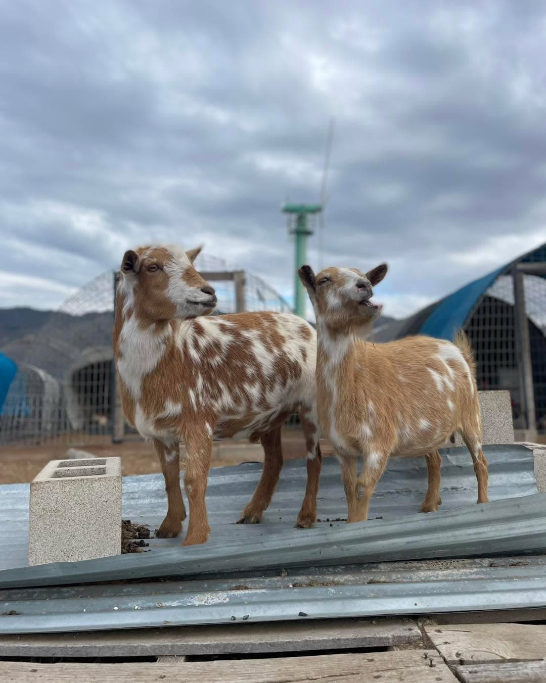 A mother and son, morning photo shoot.