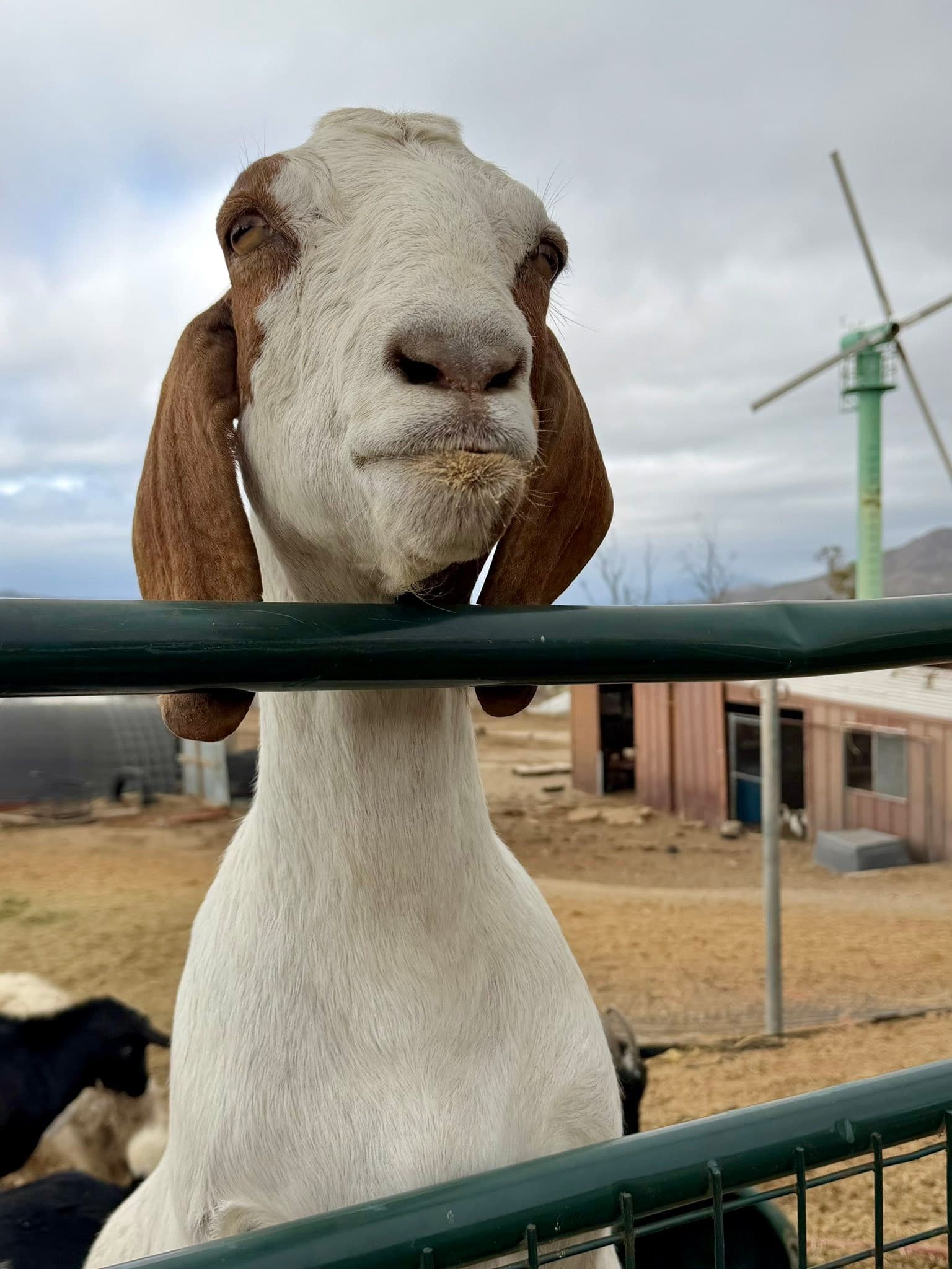 Pima would like everyone to know that we’re out of Cheerios.