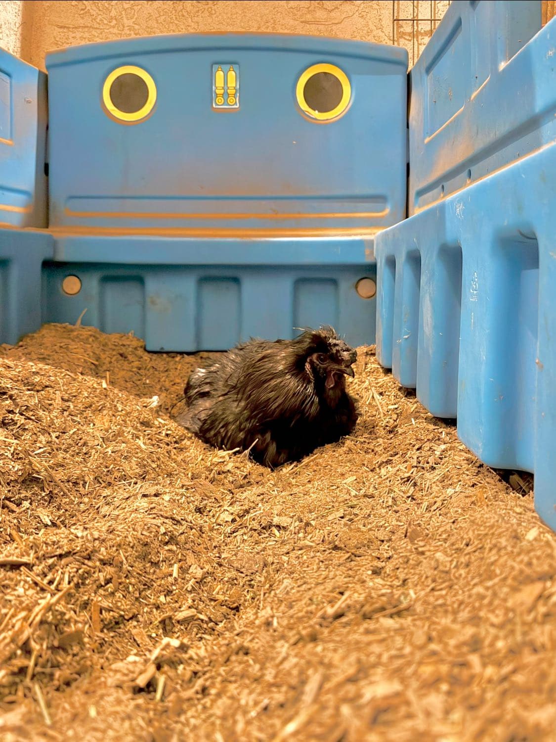 When the first cold rain of the season rolls through, and a dozen pigs are sn...