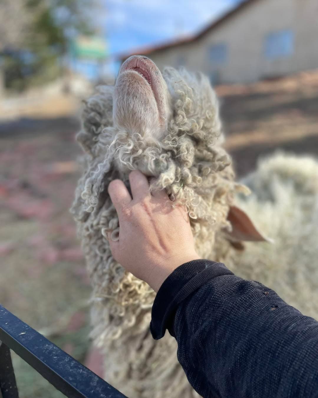 When your hair is as luxurious as Andy’s, nails are sometimes best to scratch... (1 of 2)