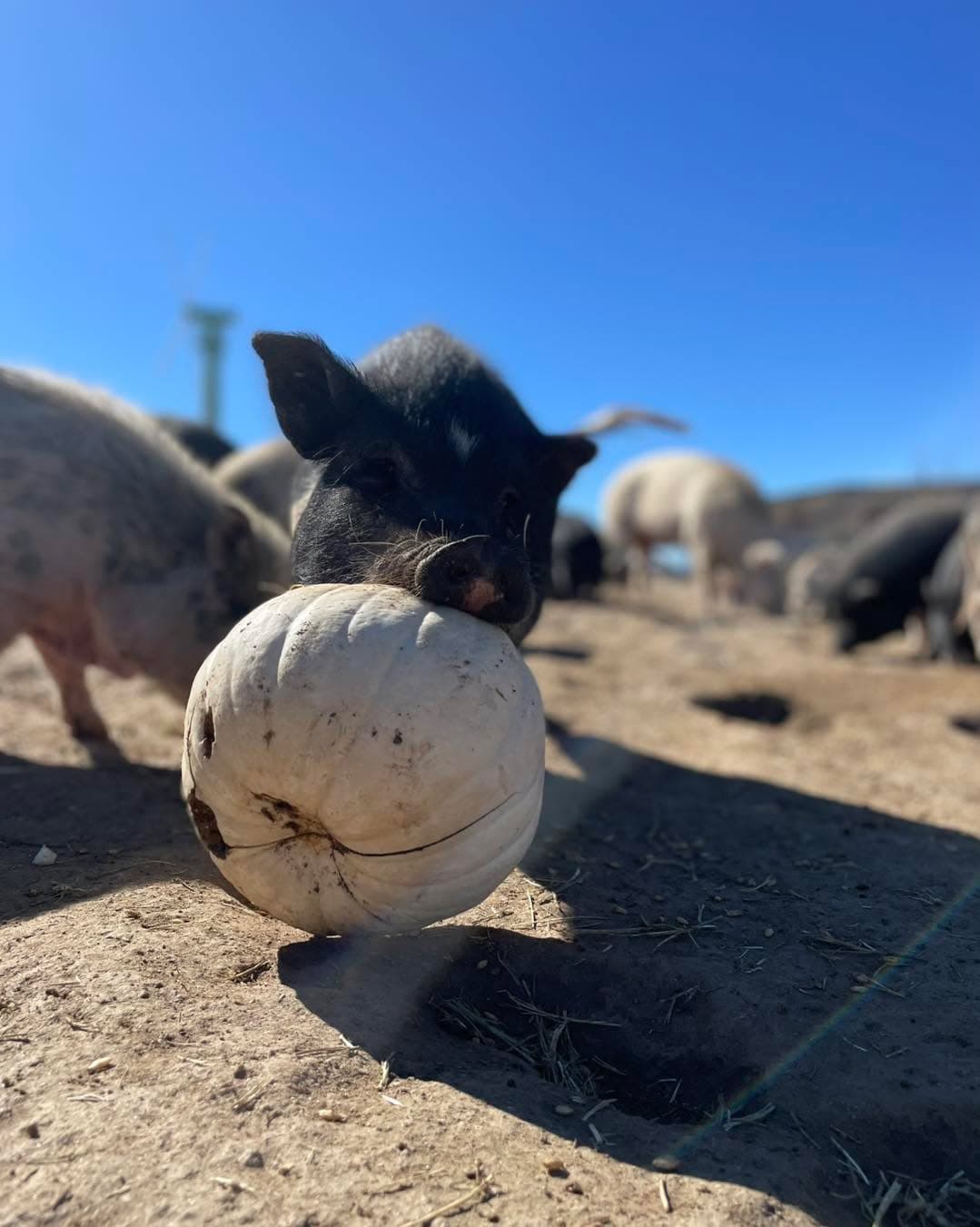It’s pumpkin time! (1 of 2)