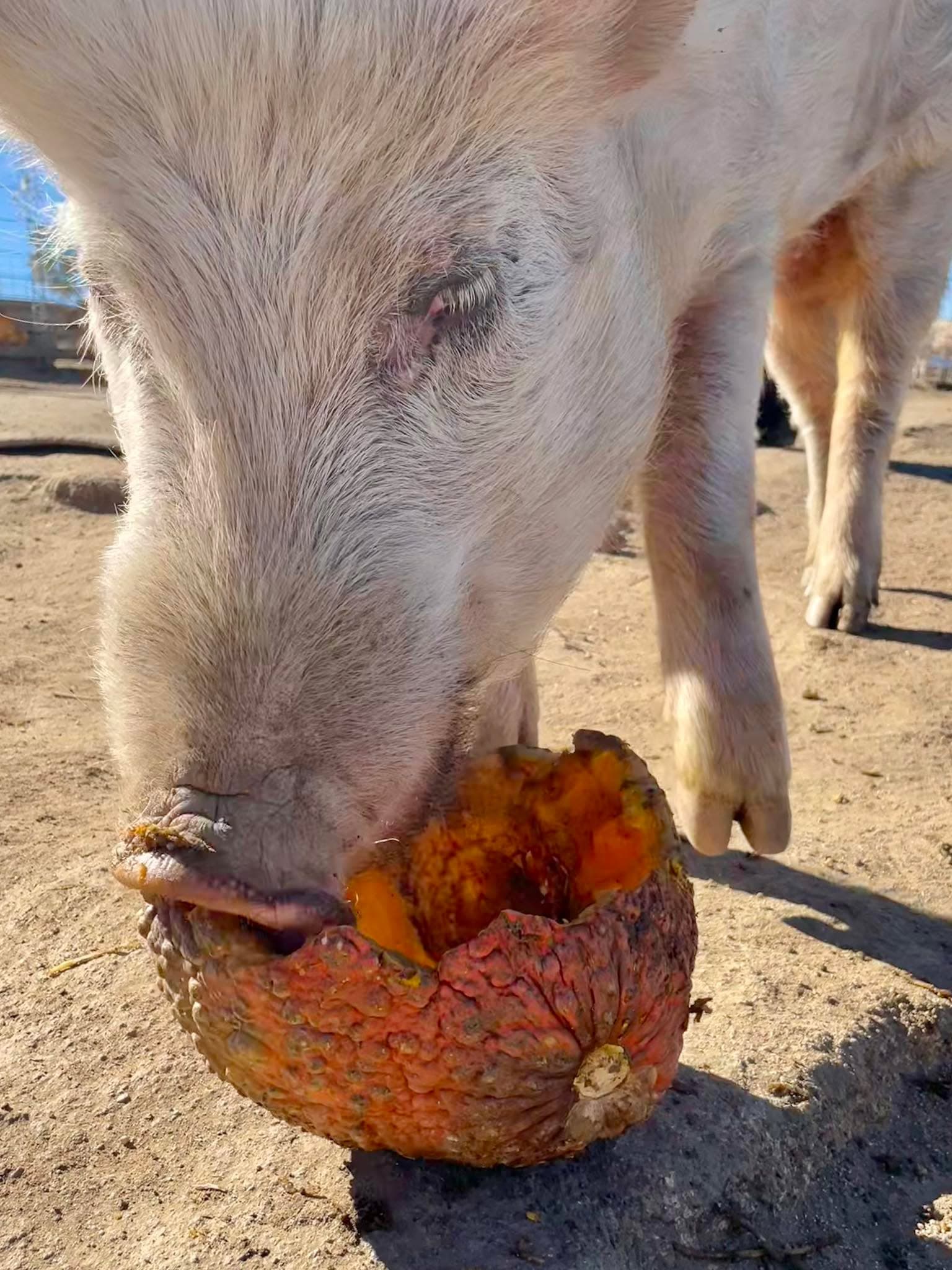 When we met JD, he could’ve fit INSIDE that pumpkin.