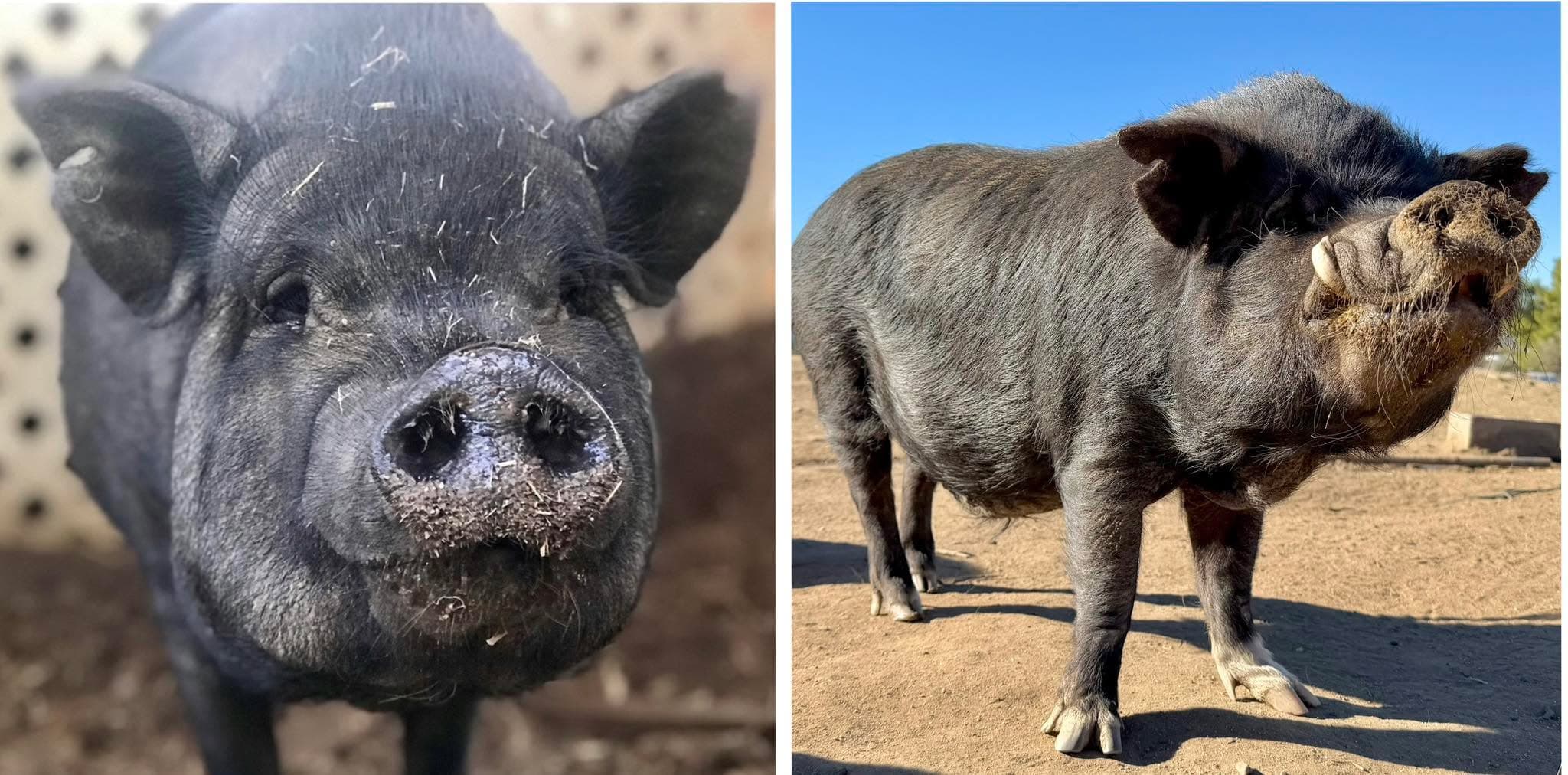 When we met Gabe in 2017, the shelter said he was female, and we - naive and ...