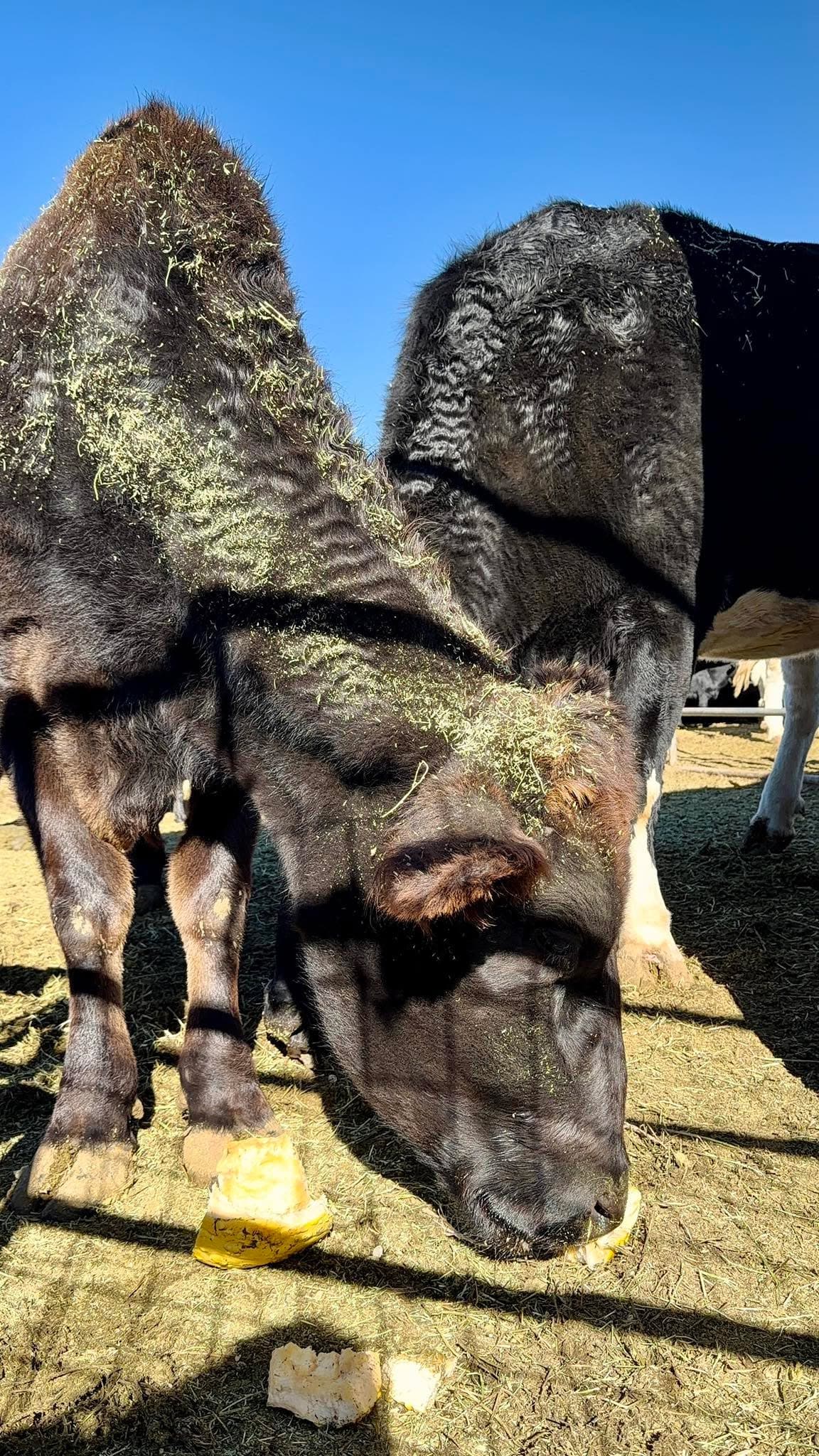 “Thank you, Pumpkin Donors!