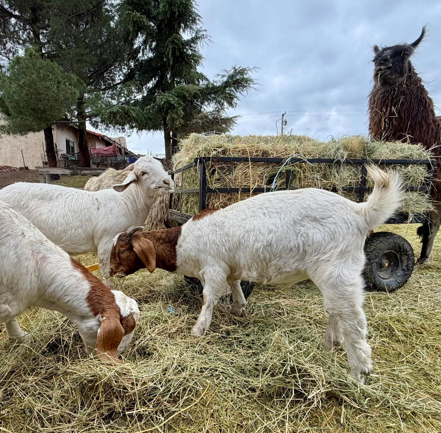 A little alfalfa breakfast on this drizzly but not-too-chilly Christmas Eve.