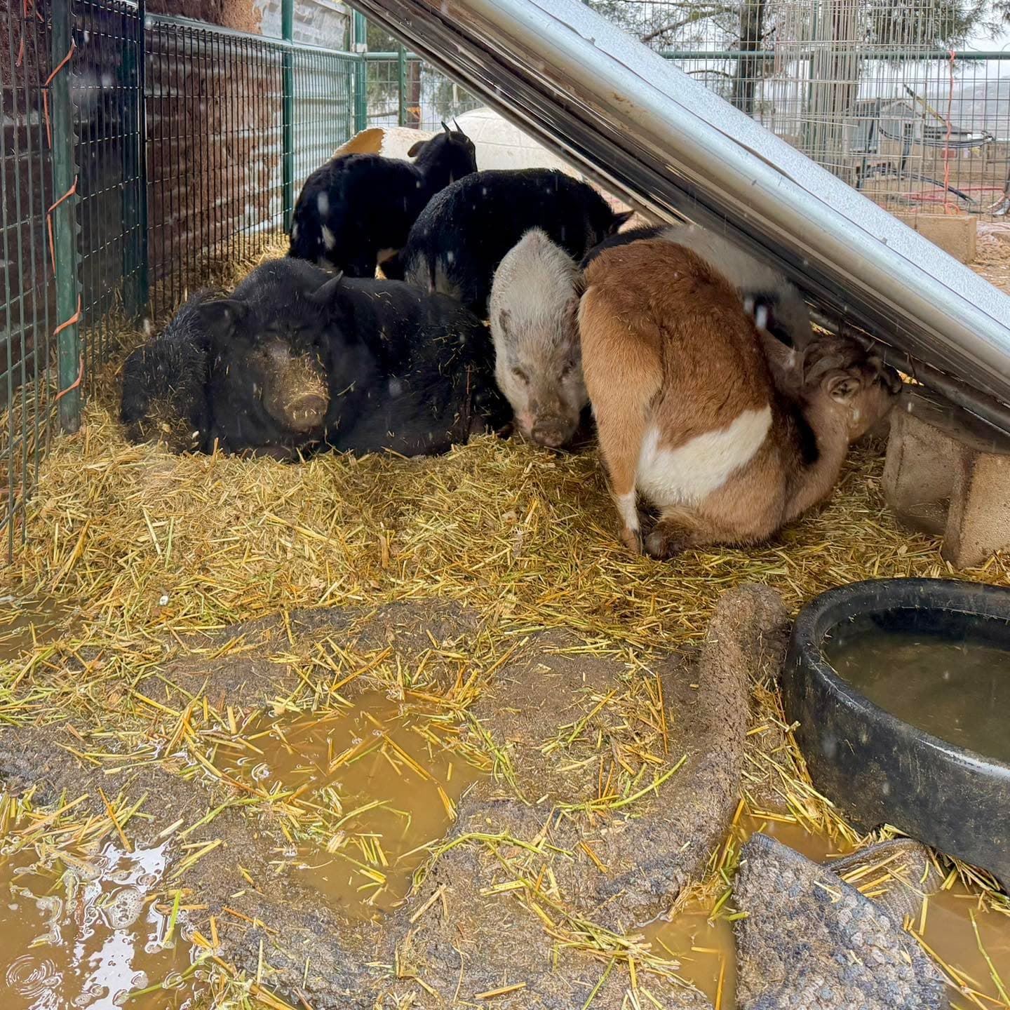 #gratitude We woke up to more than twice the amount of forecasted rainfall, a...