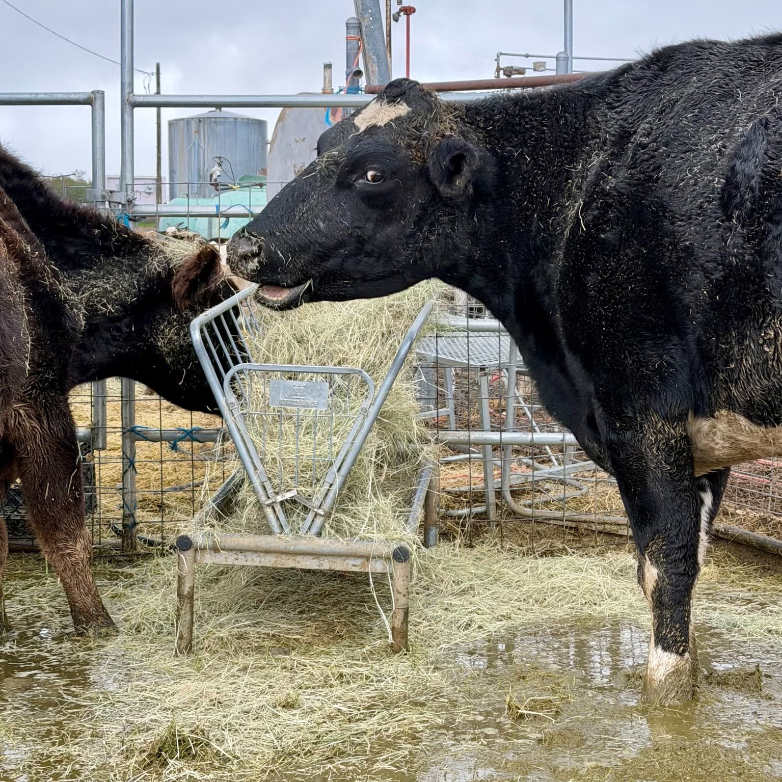 Bubbles would like to file a formal complaint about this mud.
