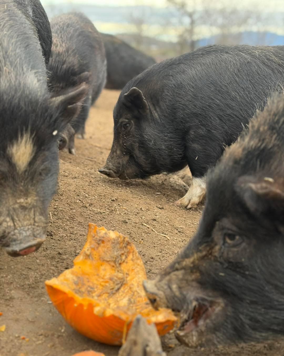 The best thing after a mud facial is a pumpkin cleanse!