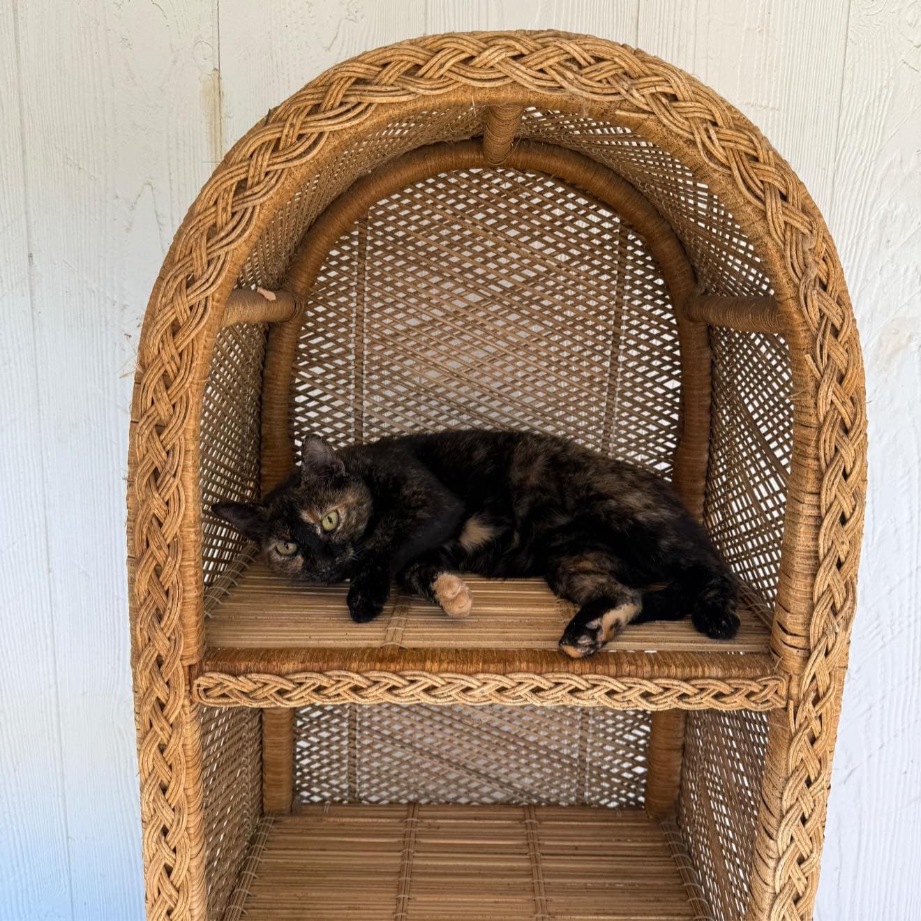 Rebel, caught in a rare moment of “don’t mind me, I live here.