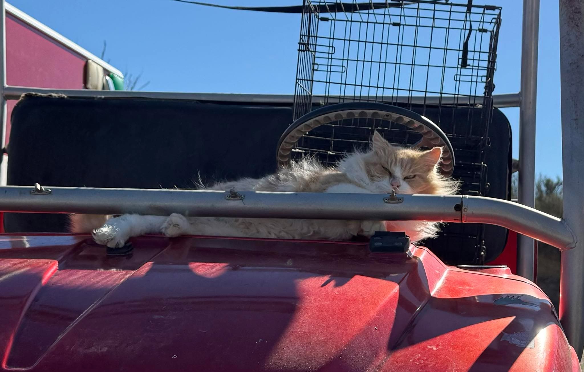 Meet McGregor, our once-feral ginger warrior, now the beloved cat of two worlds.