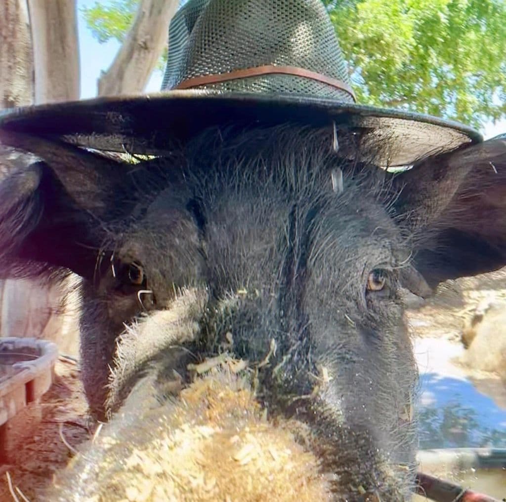 🥧 National Pie Day has us thinking about one thing: Huckleberry.