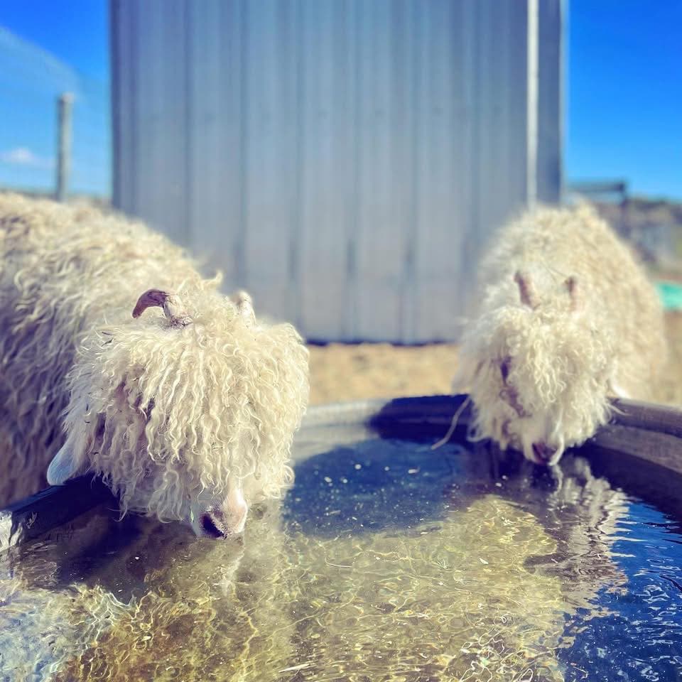 Meet Hook & Nubs—our Ambassador Mohair goat sisters