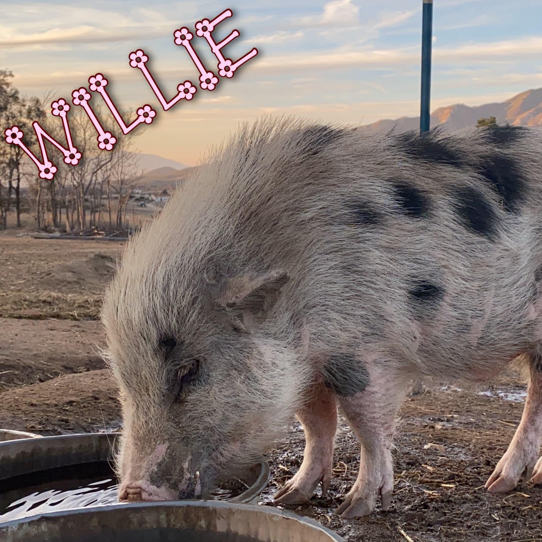 Out in the wide-open pasture, Willie lives like he owns the horizon—because h...