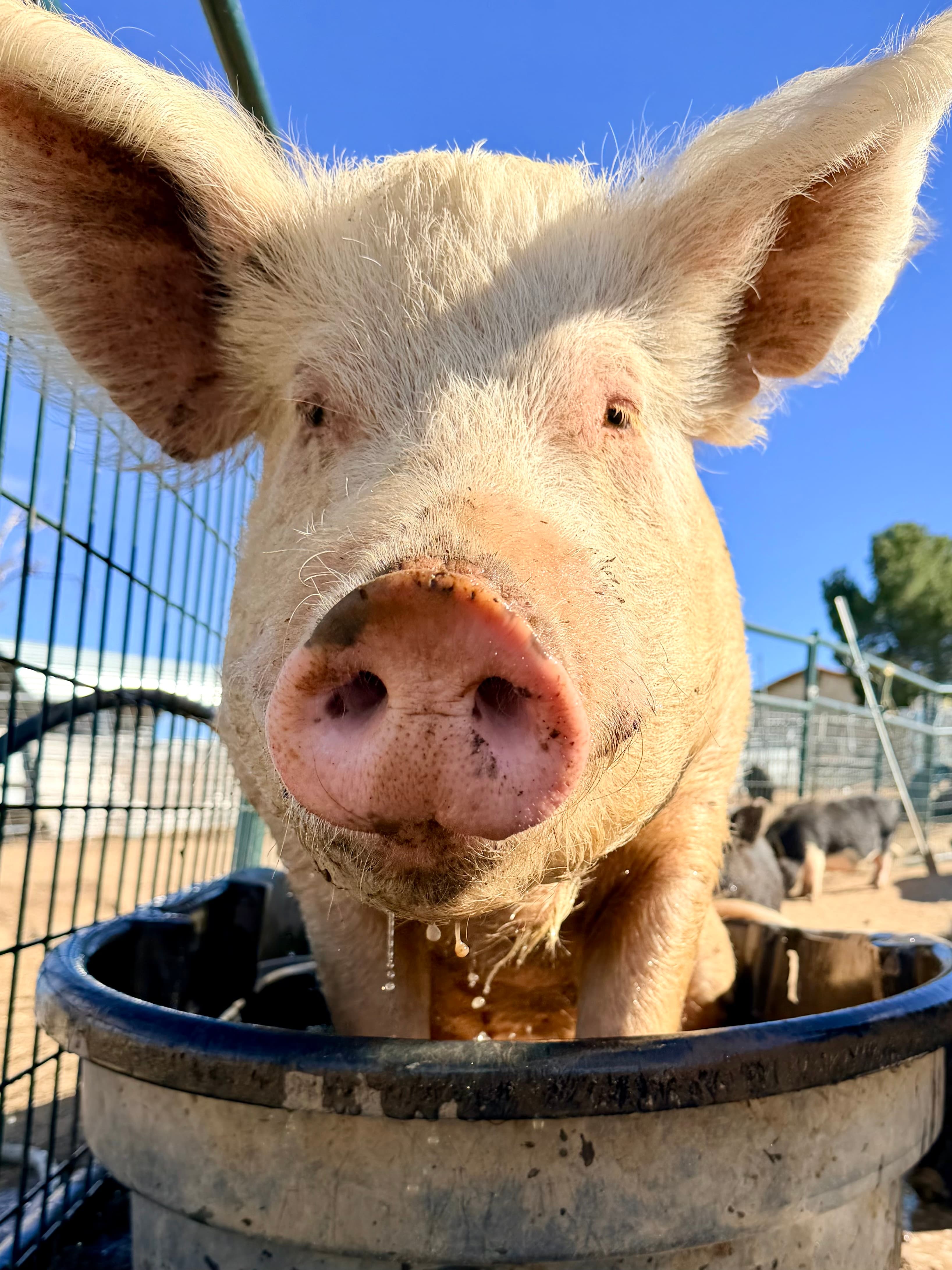 Mo Love the Pig