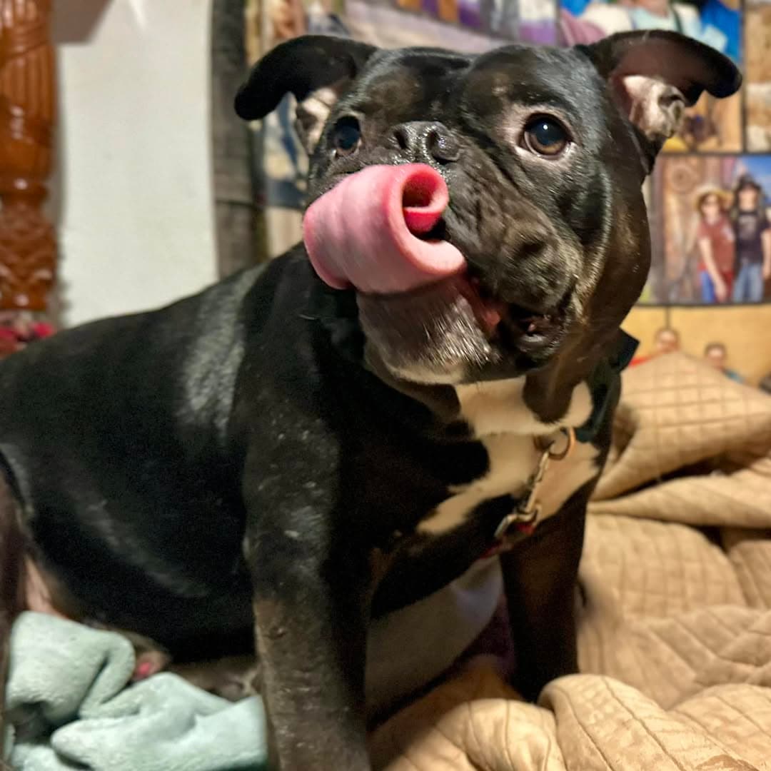 Rugby (aka Bark Twain) the Dog