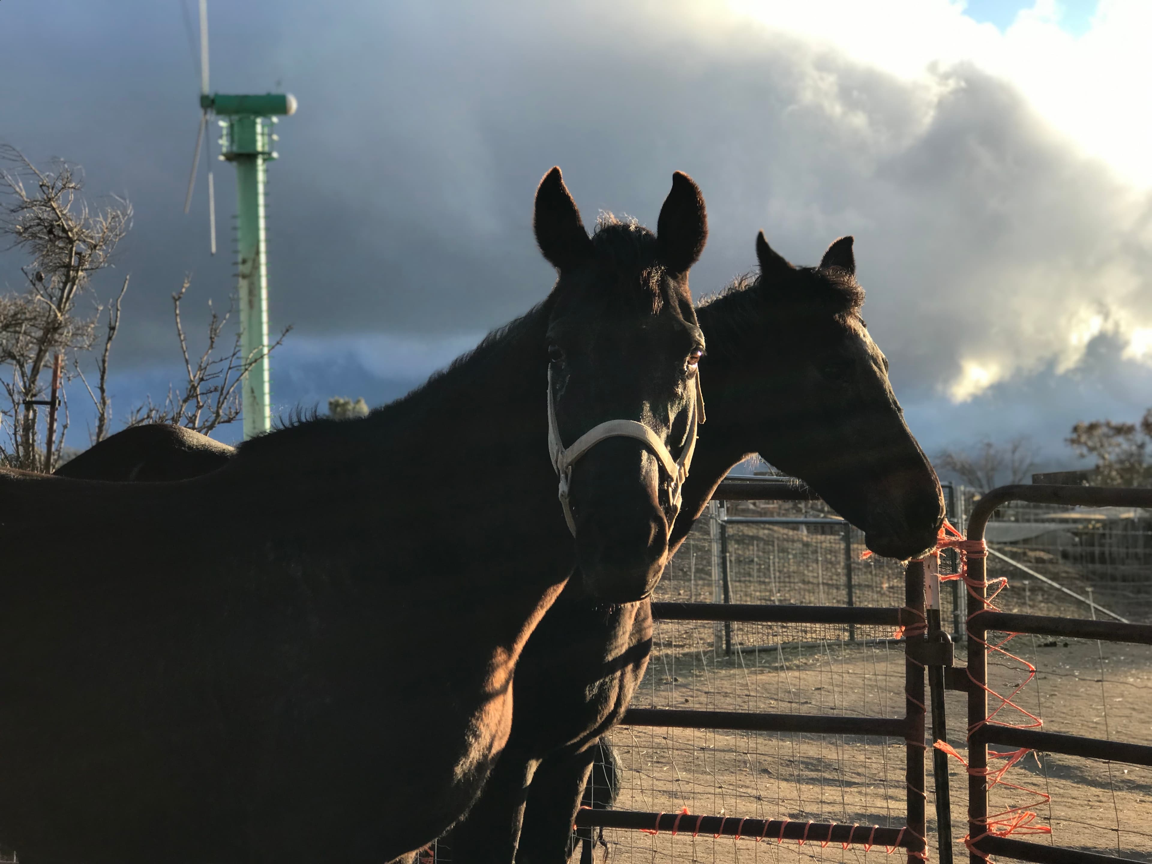 Two dark horses stand side by side at a rusty metal gate with orange electric fence tape, their heads raised and ears forward as they face outward. The larger horse in the foreground wears a white halter, while the smaller one stands slightly behind and to the right. Low, raking sunlight catches the contours of their dark coats against a dramatic sky of billowing storm clouds, with bare winter trees and a green utility pole visible in the background.