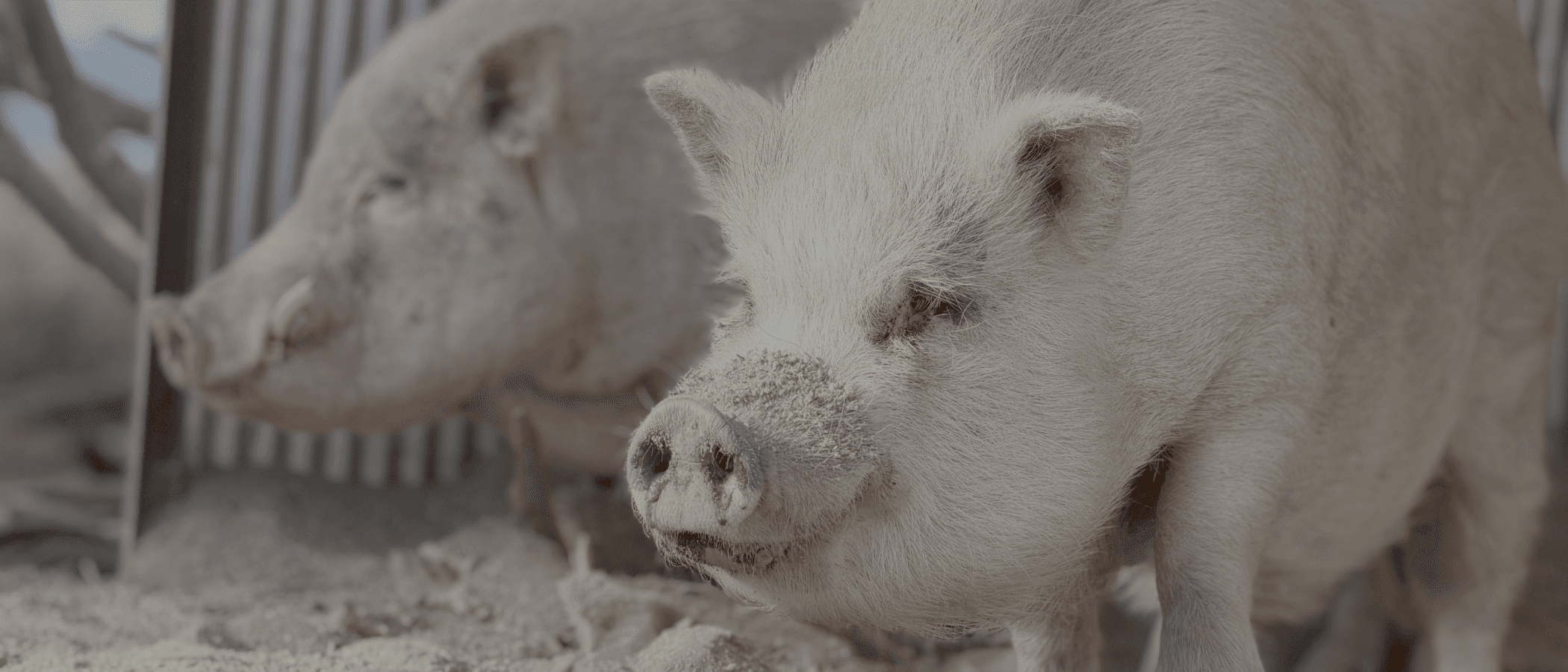 17.png at Steampunk Farms Rescue Barn